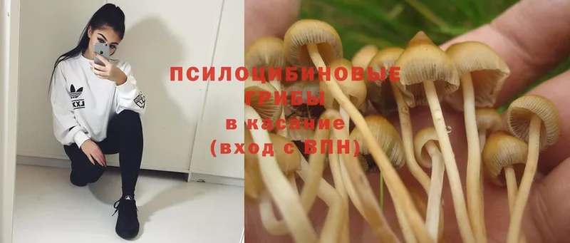 Псилоцибиновые грибы Psilocybine cubensis  Челябинск 